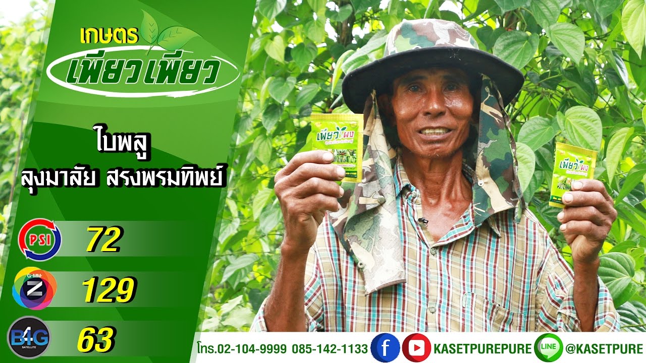ปลูกพลูก็รวยได้!! ขายปลีก-ส่งโรงงาน มีเงินครึ่งแสนทุกเดือน | ลุงมาลัย | เกษตรเพียวเพียว
