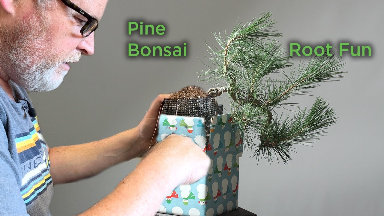 Bonsaify | Early Development Work on Exposed Root and Root Over Rock Pine Bonsai!