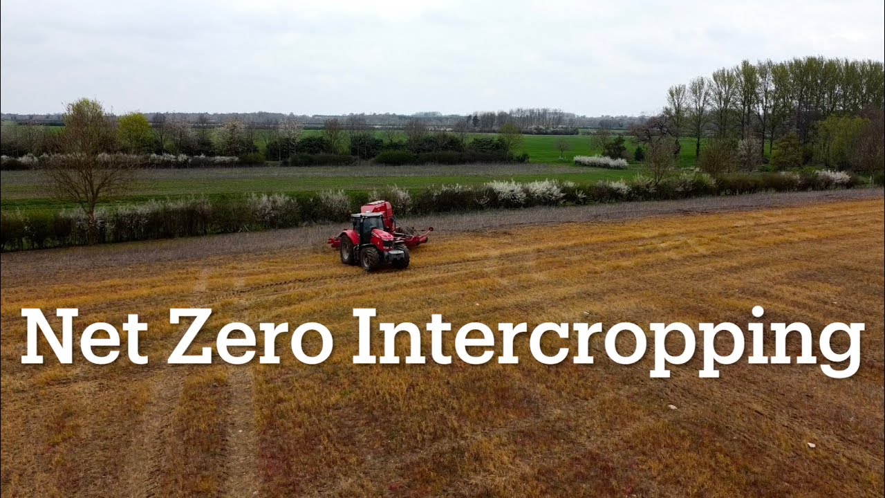 BenAdamsAgri - Intercropping - How many different crops can we get to harvest?!