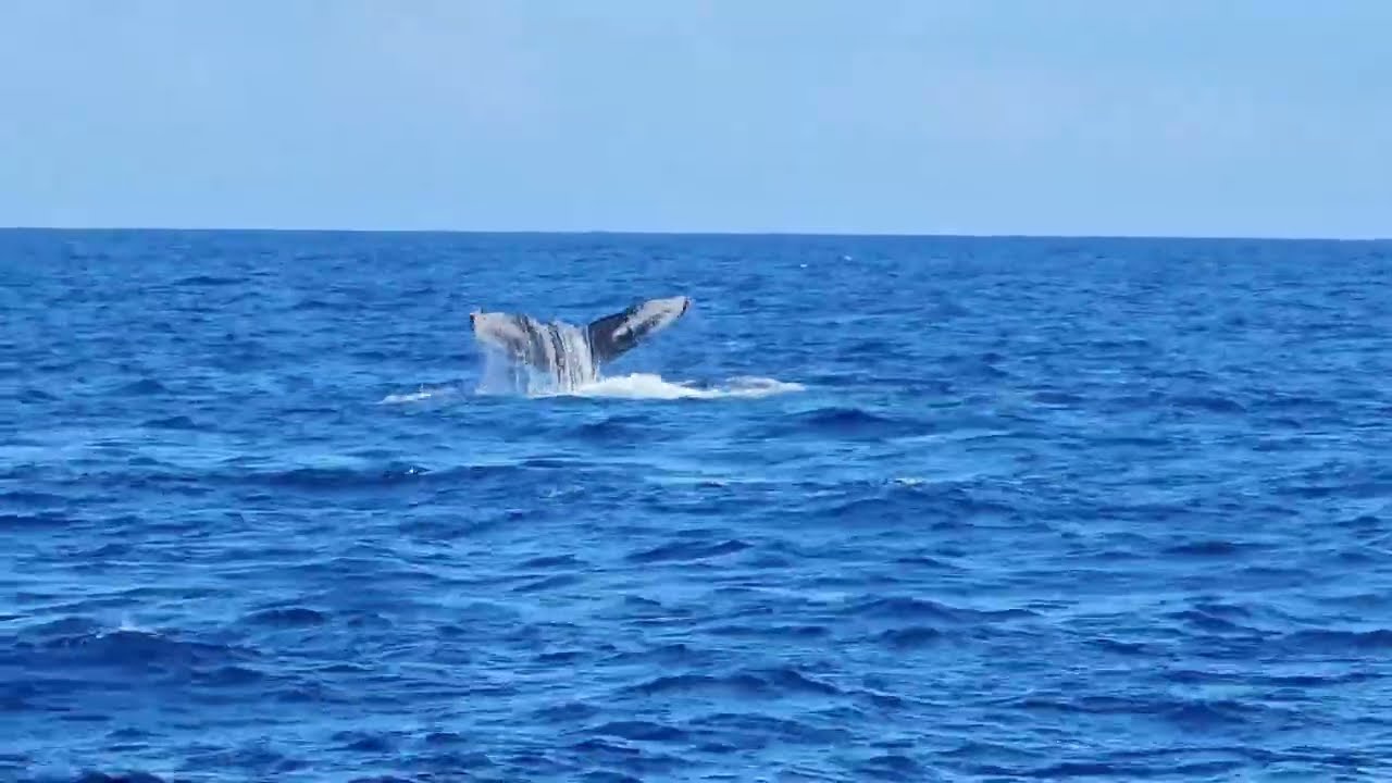 Whale Watching