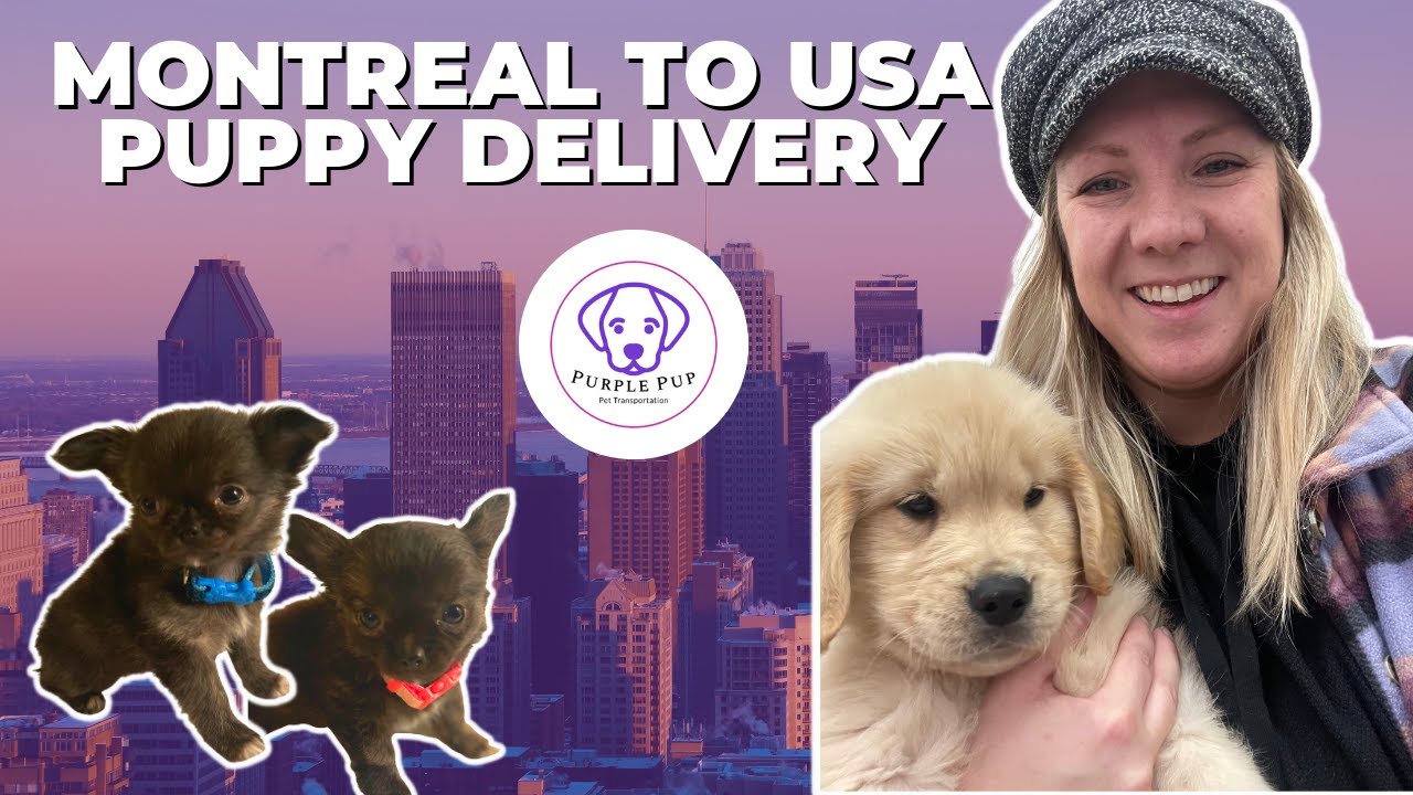 Delays! 🙃 Sleeping in Airports 😂 The not-so glamorous life of a flight nanny for puppies.