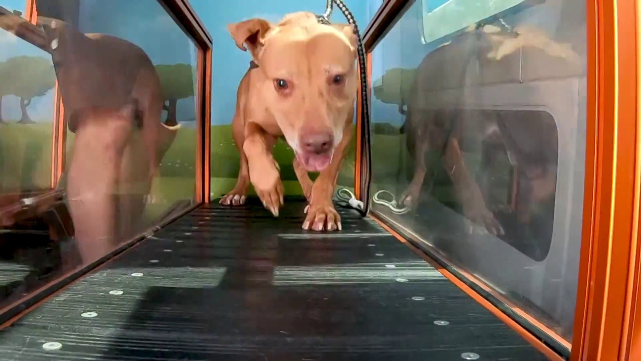 Treadmill Time: Maricopa County Dogs Get Cool Exercise During Hot Summer Months
