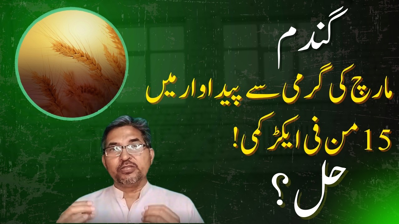 گندم کو گرمی سے کیسے بچائیں؟ | Wheat Heat Stress Management