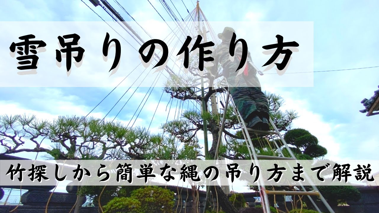 【黒松の雪吊り】初心者にもわかりやすい！雪吊りの方法を教えます！I will teach you how to hang snow！
