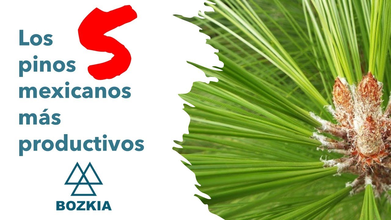 Los 5 pinos más productivos de México | Bozkia