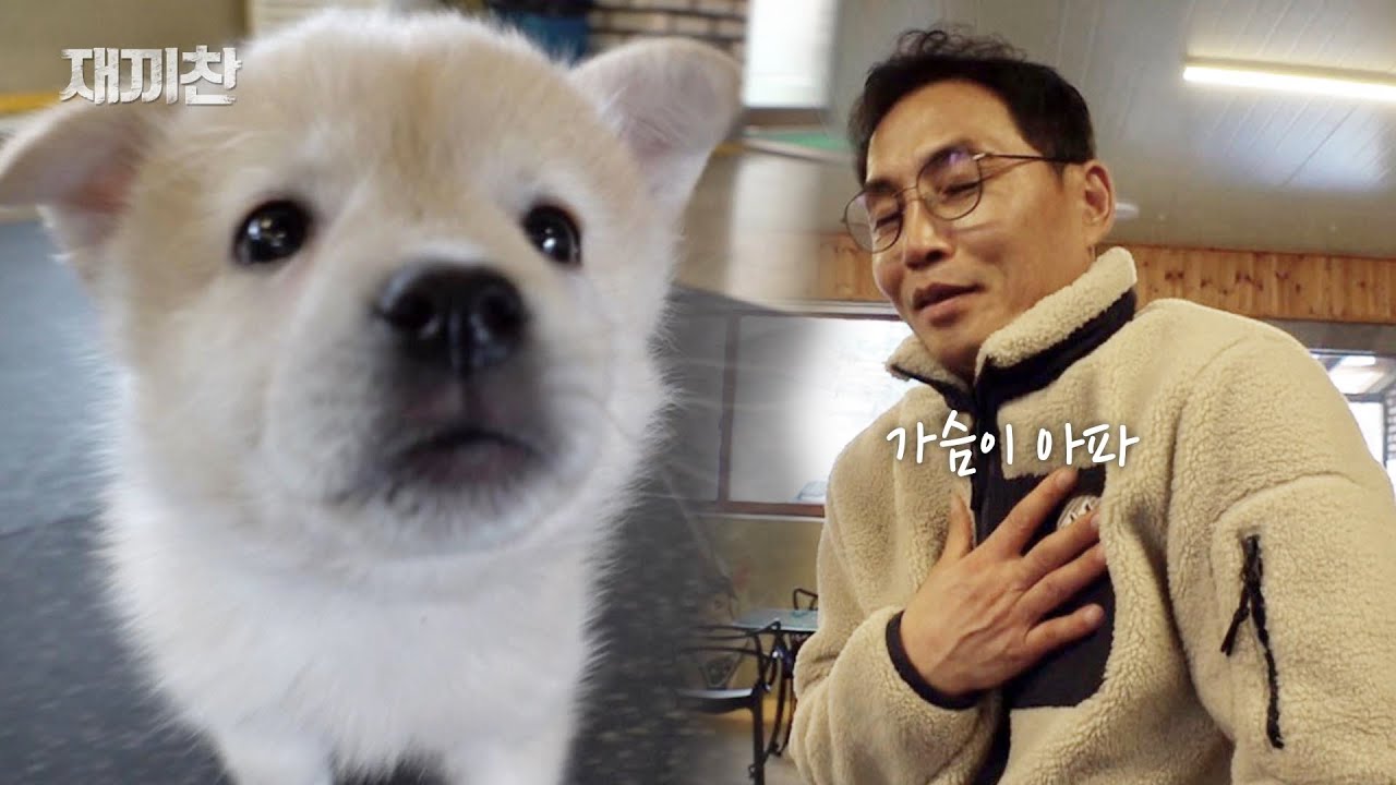 얼굴도 모르는 아빠를 만들어 주자 강아지 꽃님이가 보인 반응
