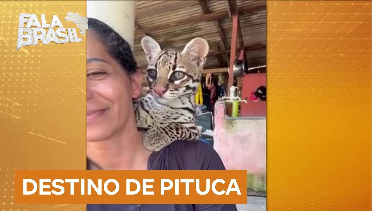Jaguatirica criada como animal de estimação é apreendida pelo Ibama após denúncia
