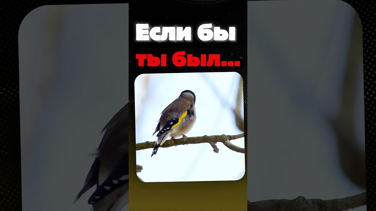 Если бы ты был&hellip; №1