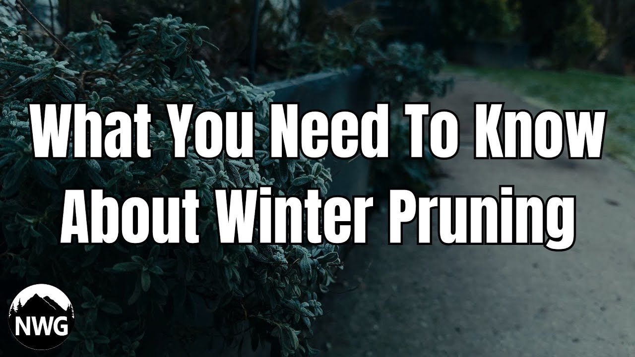 Winter Pruning: What You Should and Shouldn't Do