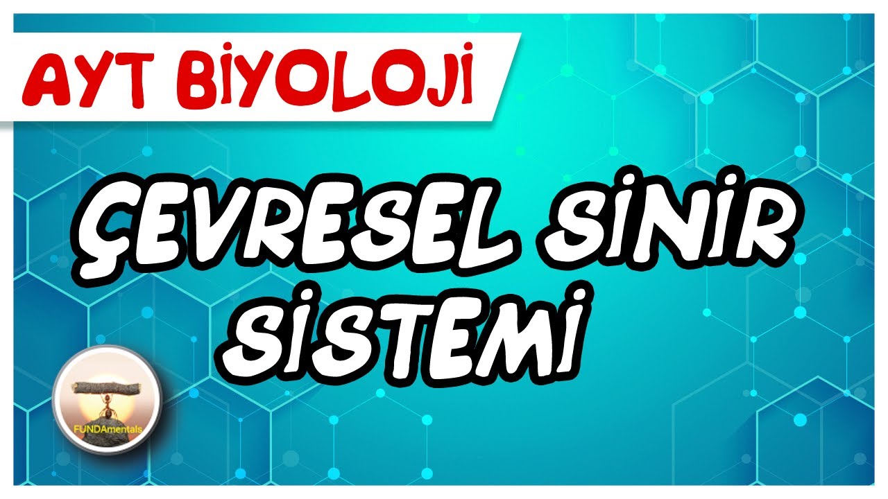 AYT Biyoloji | Çevresel Sinir Sistemi #sayfa24