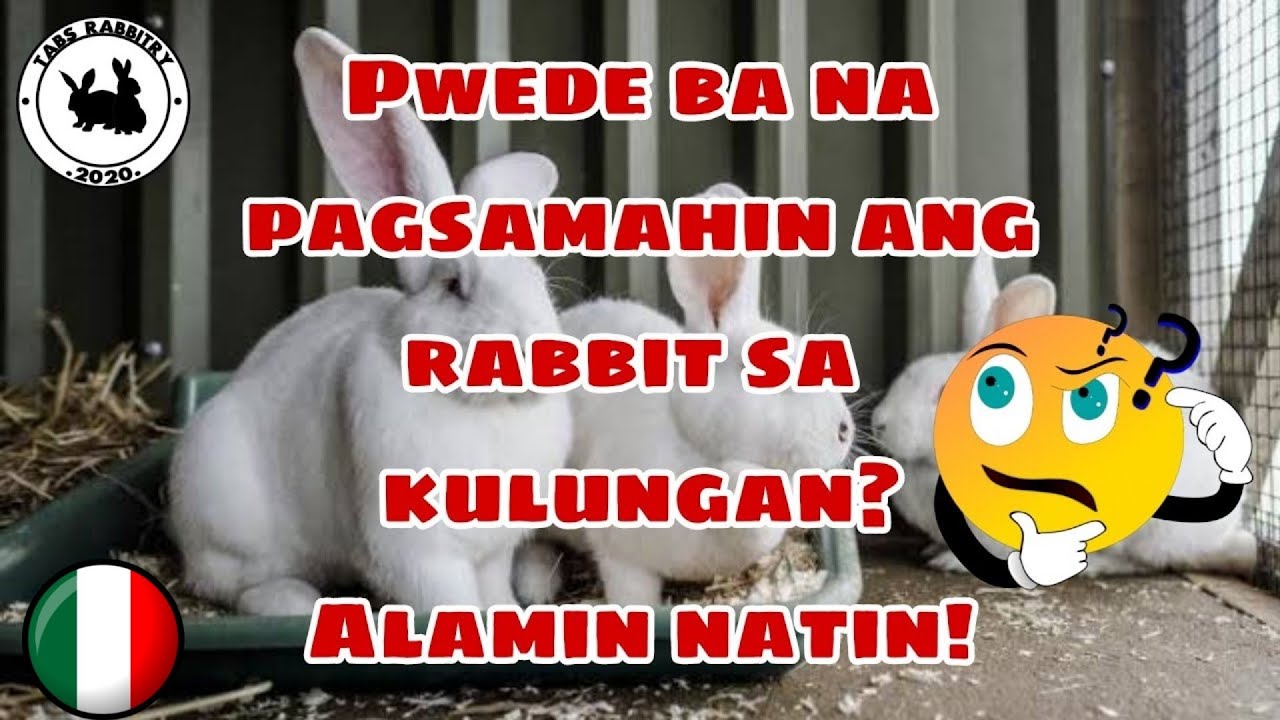 Pwede ba na pagsamahin ang rabbit sa isang kulungan? | Can you put 2 rabbits in the same cage?