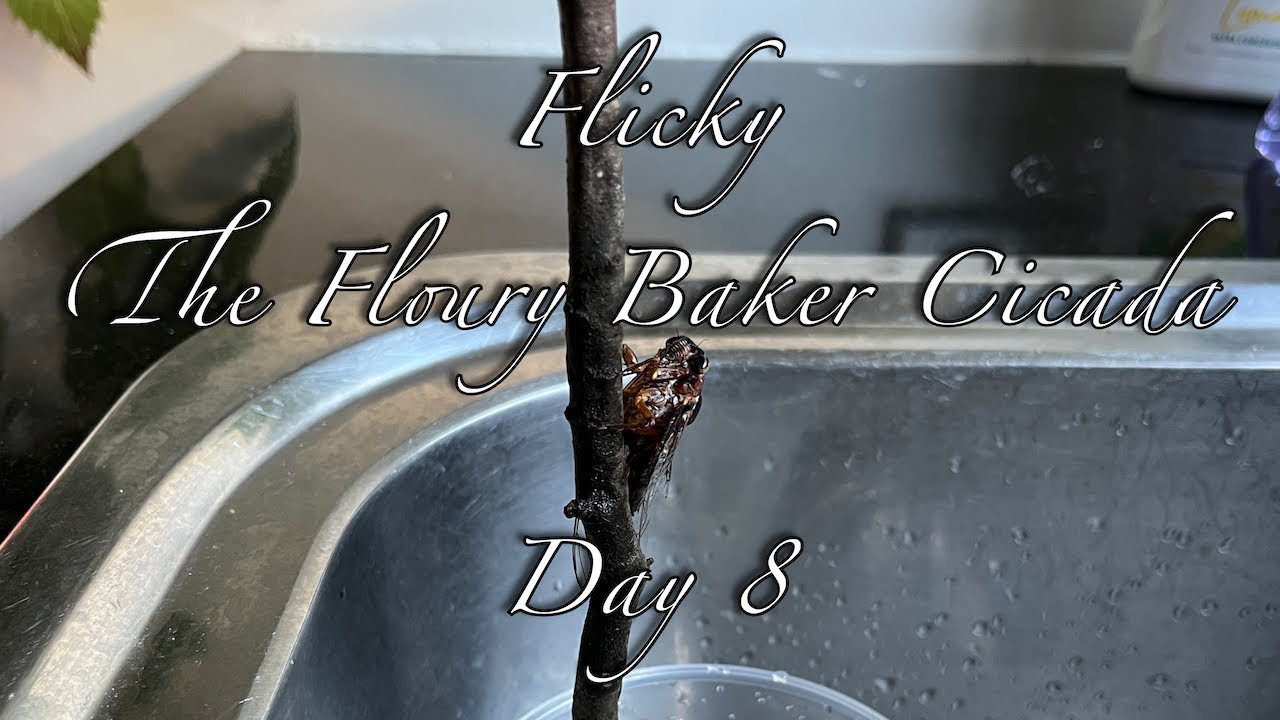 Flicky - The Floury Baker Cicada - Day 8 (2023-03-06)