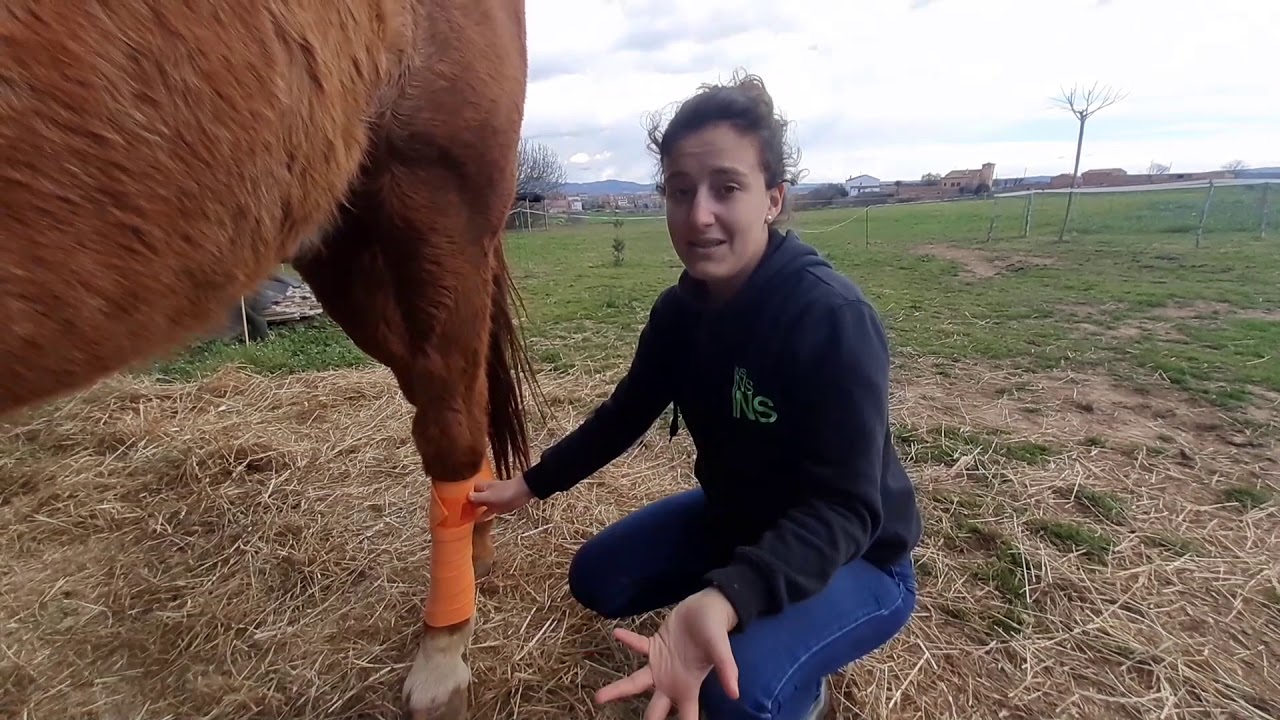 Cómo poner VENDAS de trabajo a un CABALLO!