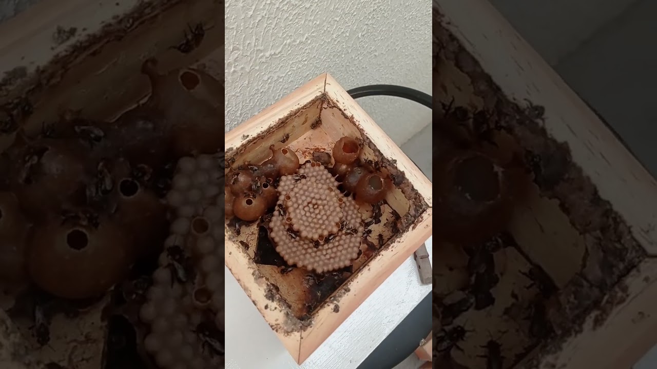 Revisão de uma colônia de abelha jandaira (Melipona subnitida) em caixa racional modelo INPA