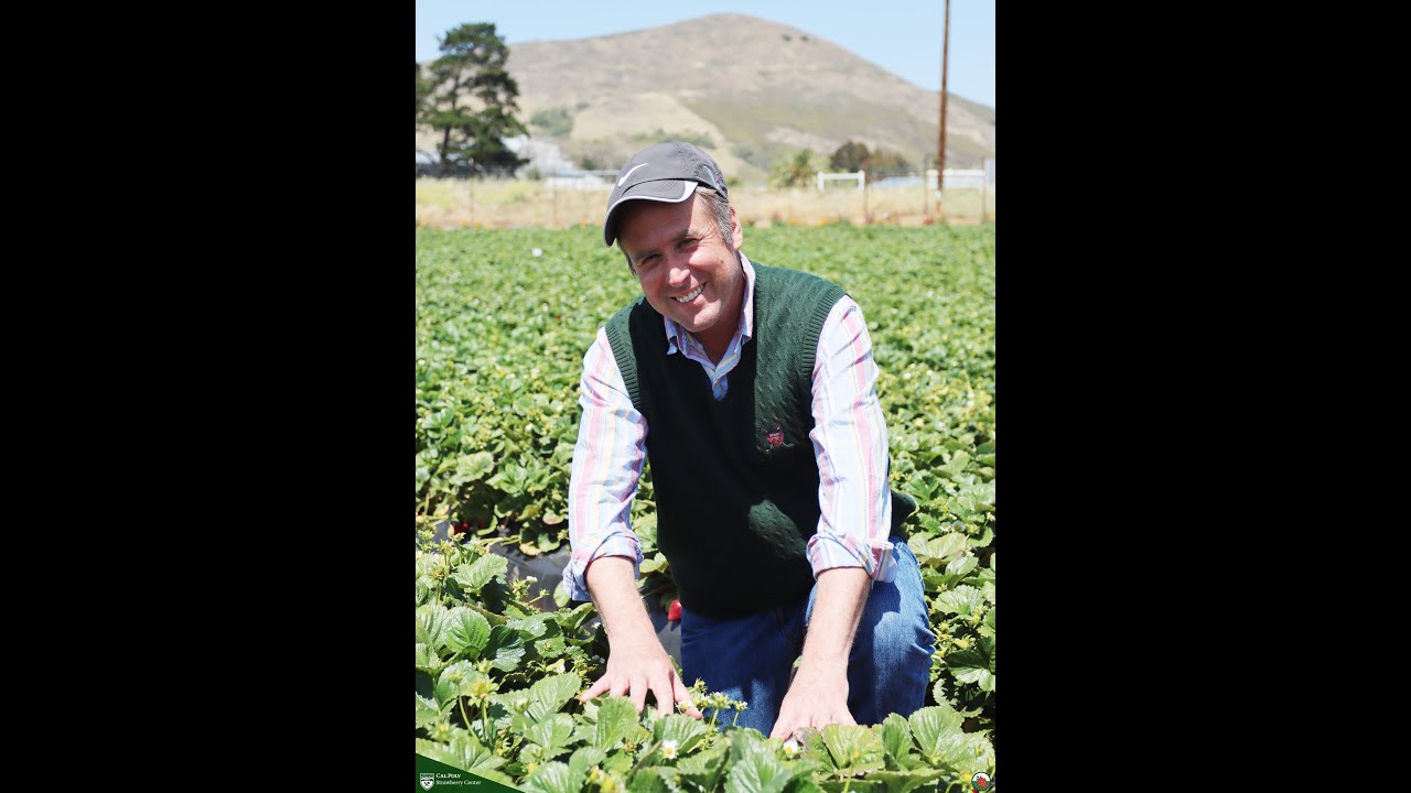 Costs to produce and harvest strawberries in California, Mark Bolda, UCCE, Santa Cruz Co.