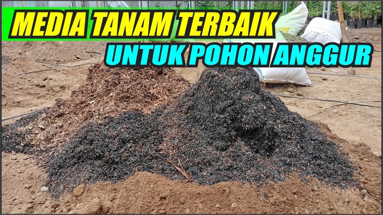 MEDIA TANAM TERBAIK UNTUK POHON ANGGUR