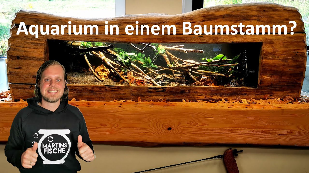 Aquarium in einem Baumstamm? BIOTOPAQUARISTIK light - Afrikabiotop