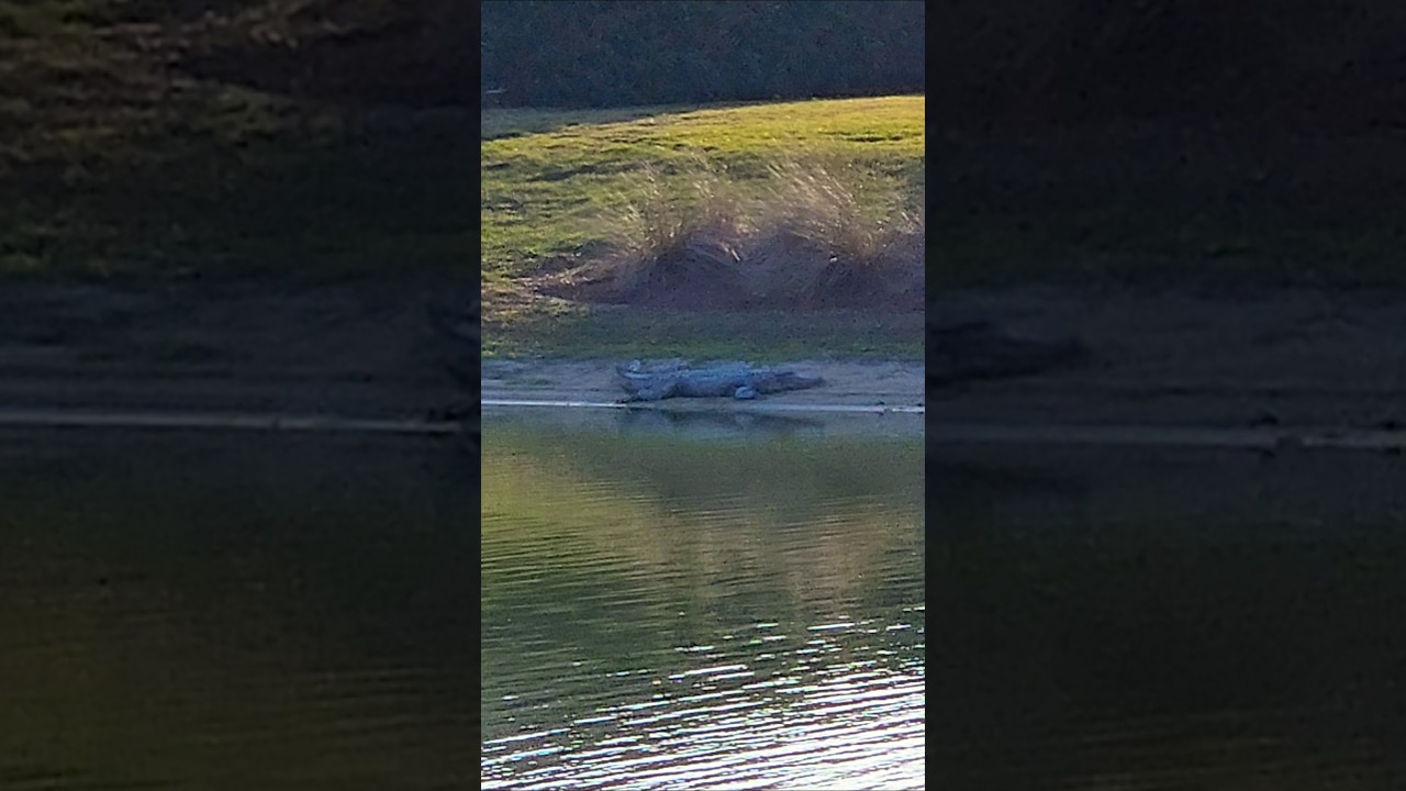 The Villages Florida Ally the Alligator