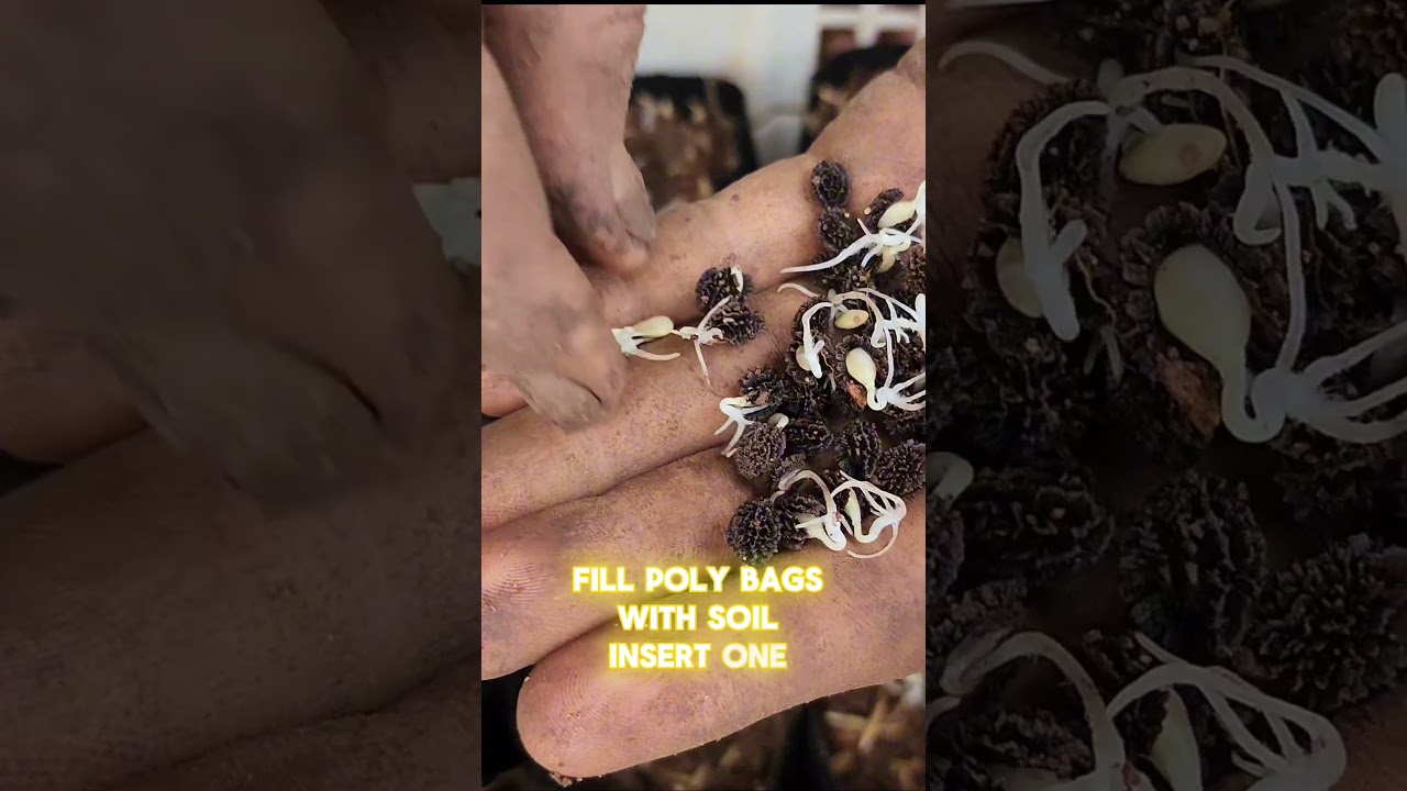 Achieve 95% Papaya Seed Germination with This Simple Method #agribuzz