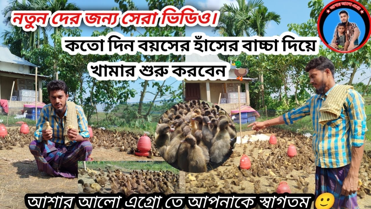 নতুনরা কতো দিনের হাঁসের বাচ্চা দিয়ে খামার শুরু করবেন। #foryou #funny #trending #viral #viralvideo 