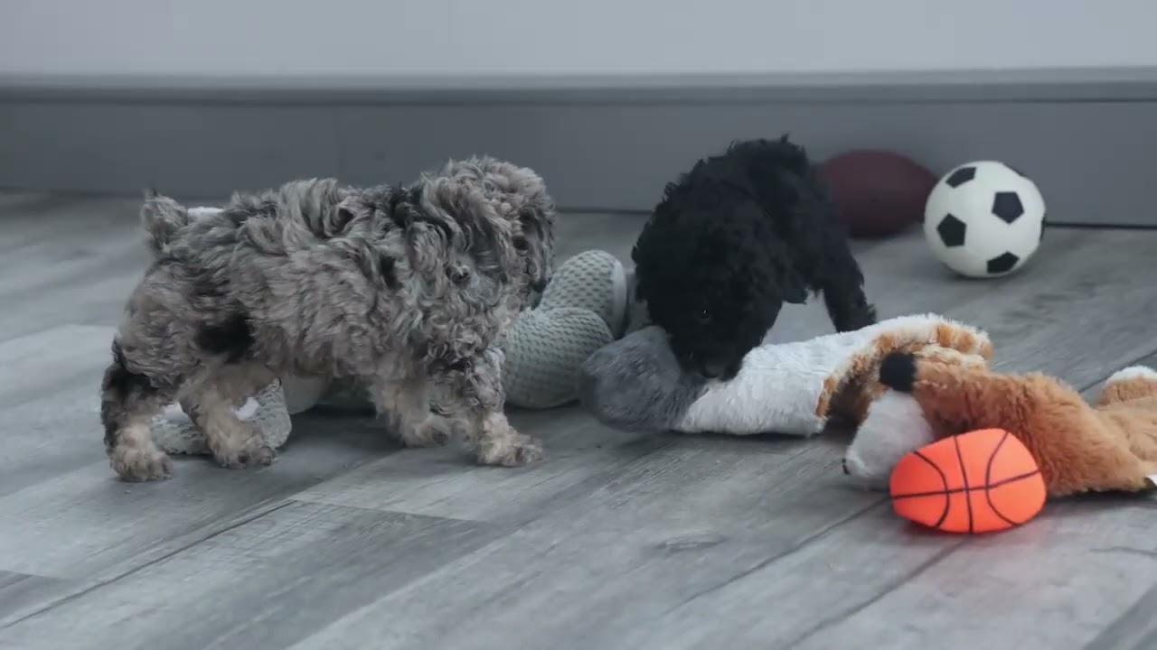 mini poodle puppies