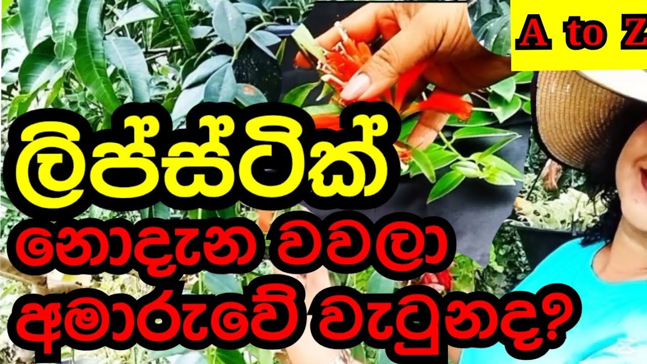 ලිප්ස්ටික් වවන ක්‍රම සමග හරිම පහසුවෙන් වවමු how to grow lipstick flower #lipstick