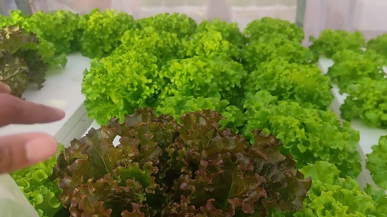 12/26/2025 Harvest and Updates!