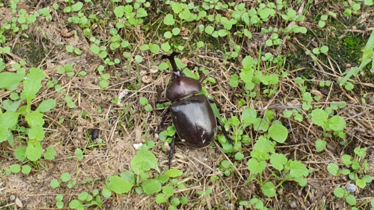 장수풍뎅이(Dynastid beetle)