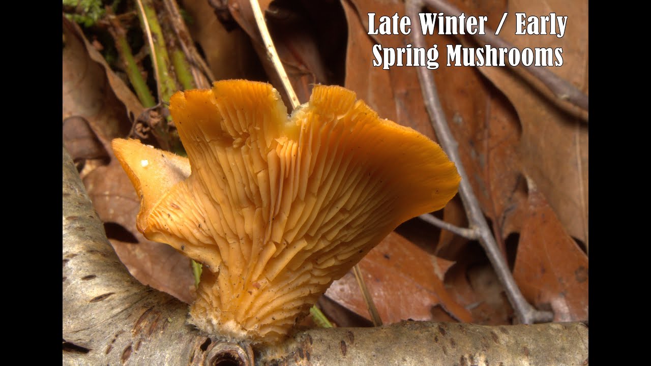 Late Winter / Early Spring Mushrooms