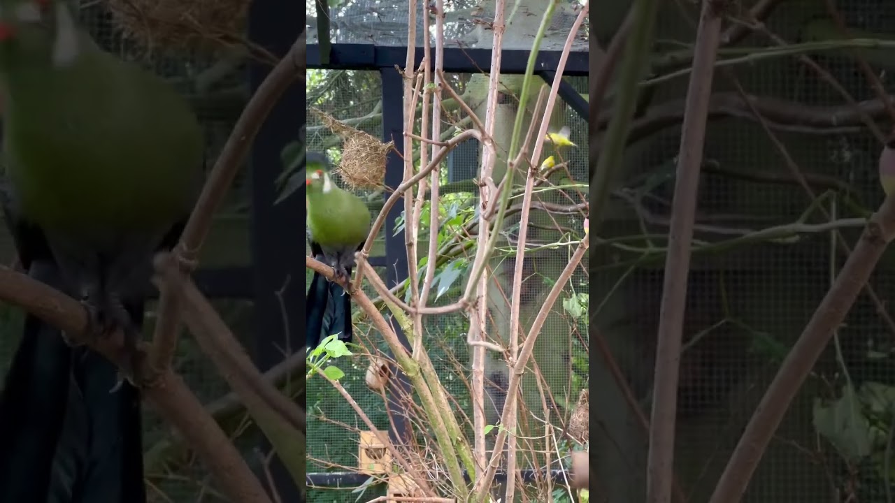 Turaco Bird | Aviary Birds #birds #bird #nature #animals
