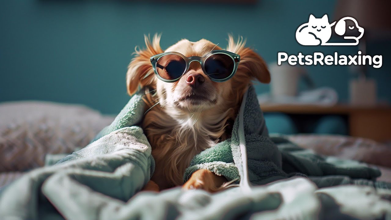 Soothing Music for Dogs 🐶 Calming Therapy to Relax, Unwind & Sleep Peacefully