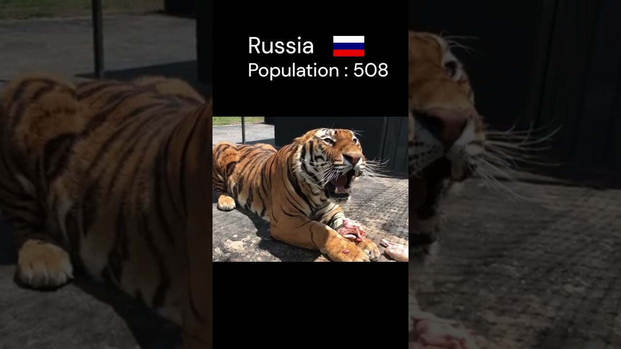 Countries with highest tiger population #viralshorts #youtubeshorts