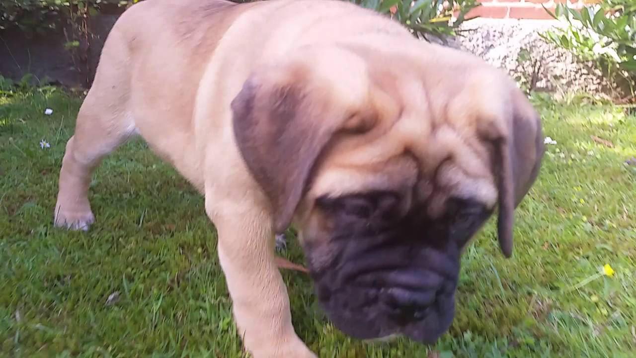Bullmastiff puppies 9 weeks old.