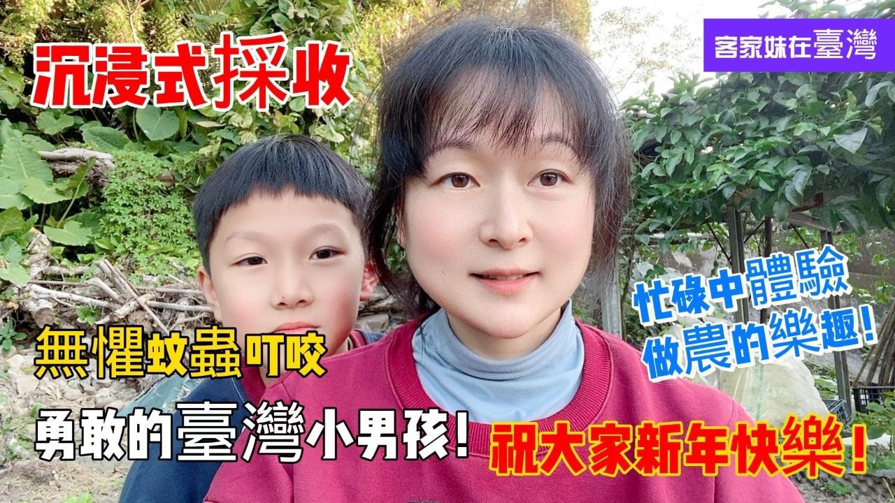 陸妻在臺灣 見證勇敢的臺灣小男孩 無懼蚊蟲叮咬的一天！沉浸式採收豌豆 忙碌中體驗做農的樂趣！祝大家新年快樂，馬年吉祥、萬事如意！新住民記錄在臺灣的田園生活！