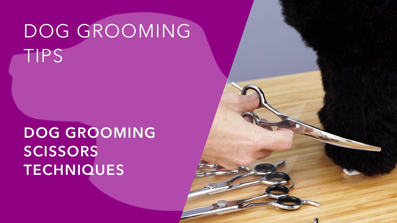 DOG GROOMING  SCISSORS TECHNIQUES