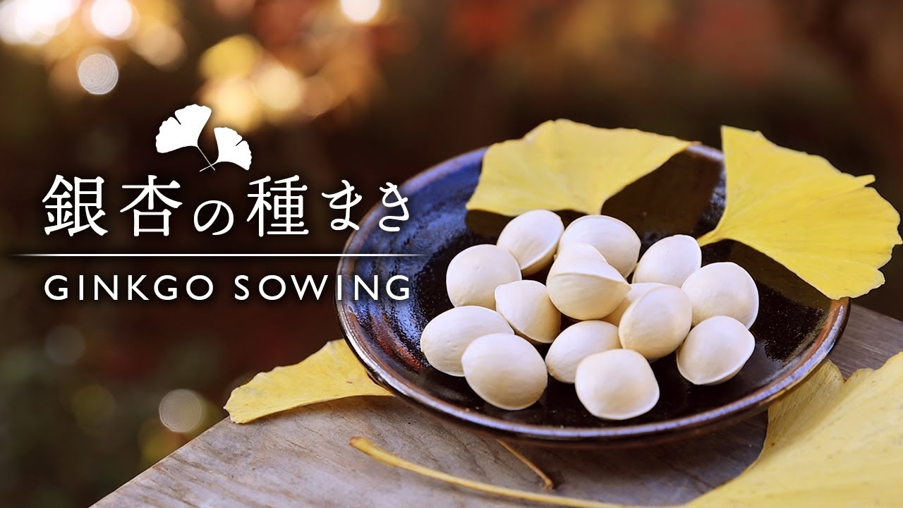 ギンナン、イチョウの種まき 豆盆栽鉢にも【Bonsai diary 盆栽日記 11/20】初心者の簡単盆栽の作り方 育て方 やり方 ギンナン ミニ盆栽 EOS R5撮影