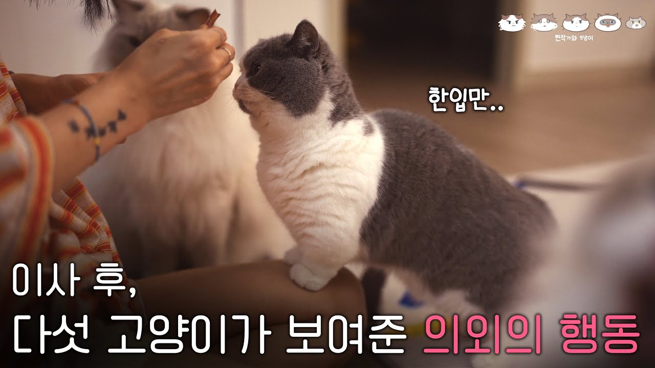 다섯고양이들, 집 바꾸자마자 난리 났다 | 다묘가정의 이사는 힘들어