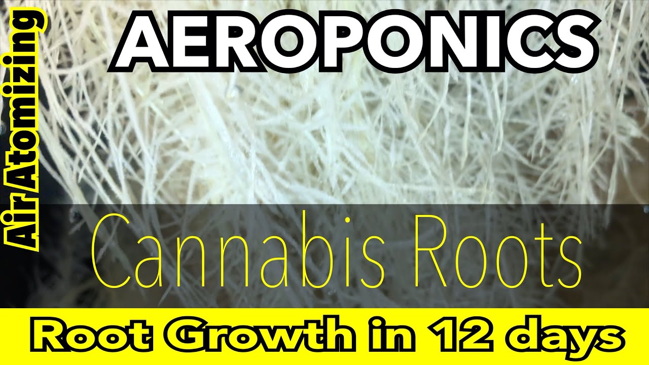 How To Cultivate / Maintain Healthy Cannabis Aeroponic Roots HPAA / CO2 Monitor / Grow Time Lapse