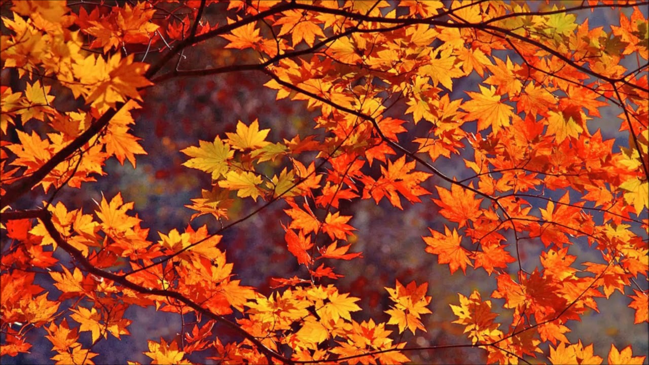 THE MOODY BLUES   FOREVER AUTUMN