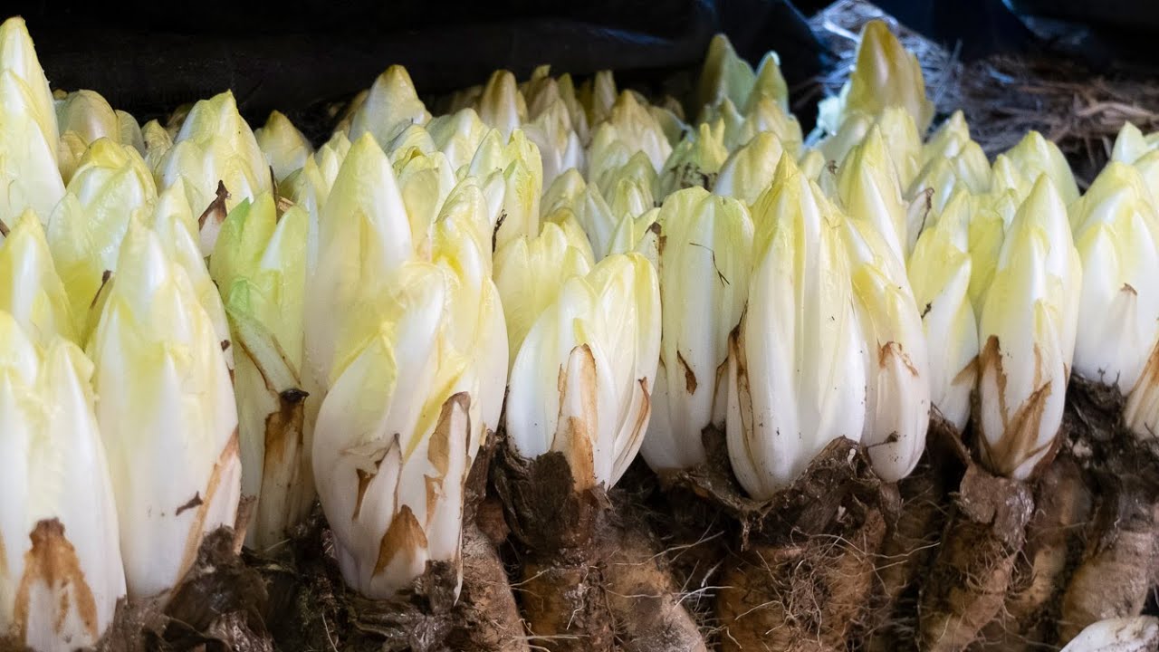 GAEC Malo (3/6) : du chicon à l'endive
