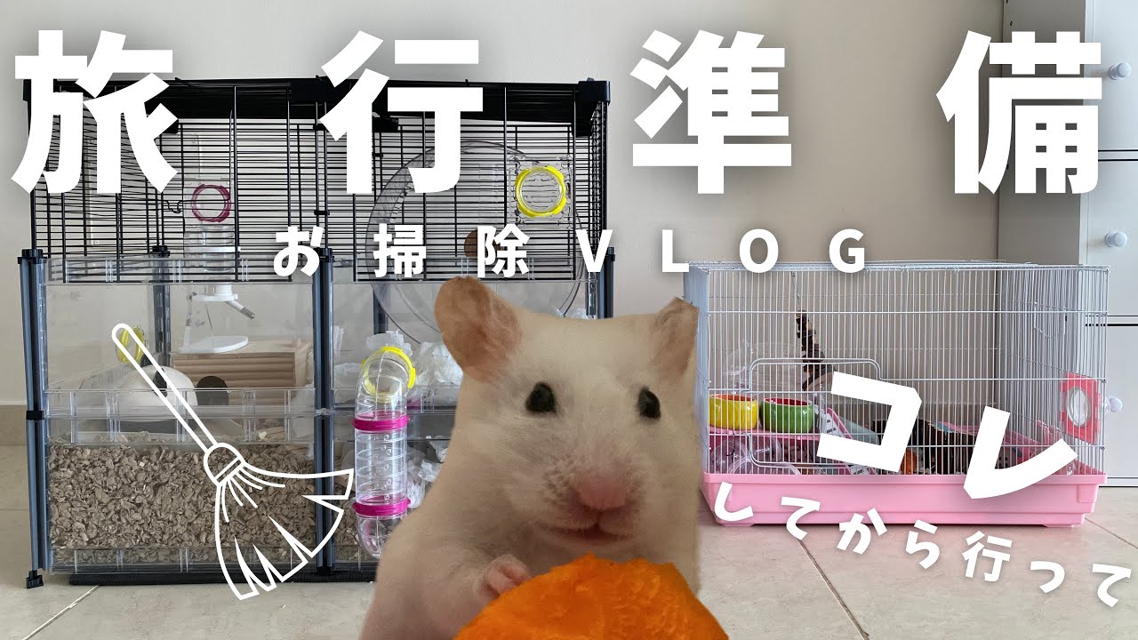 【ハムスター】帰省します！旅行前のお世話まとめ - 巨大ケージ掃除も大公開