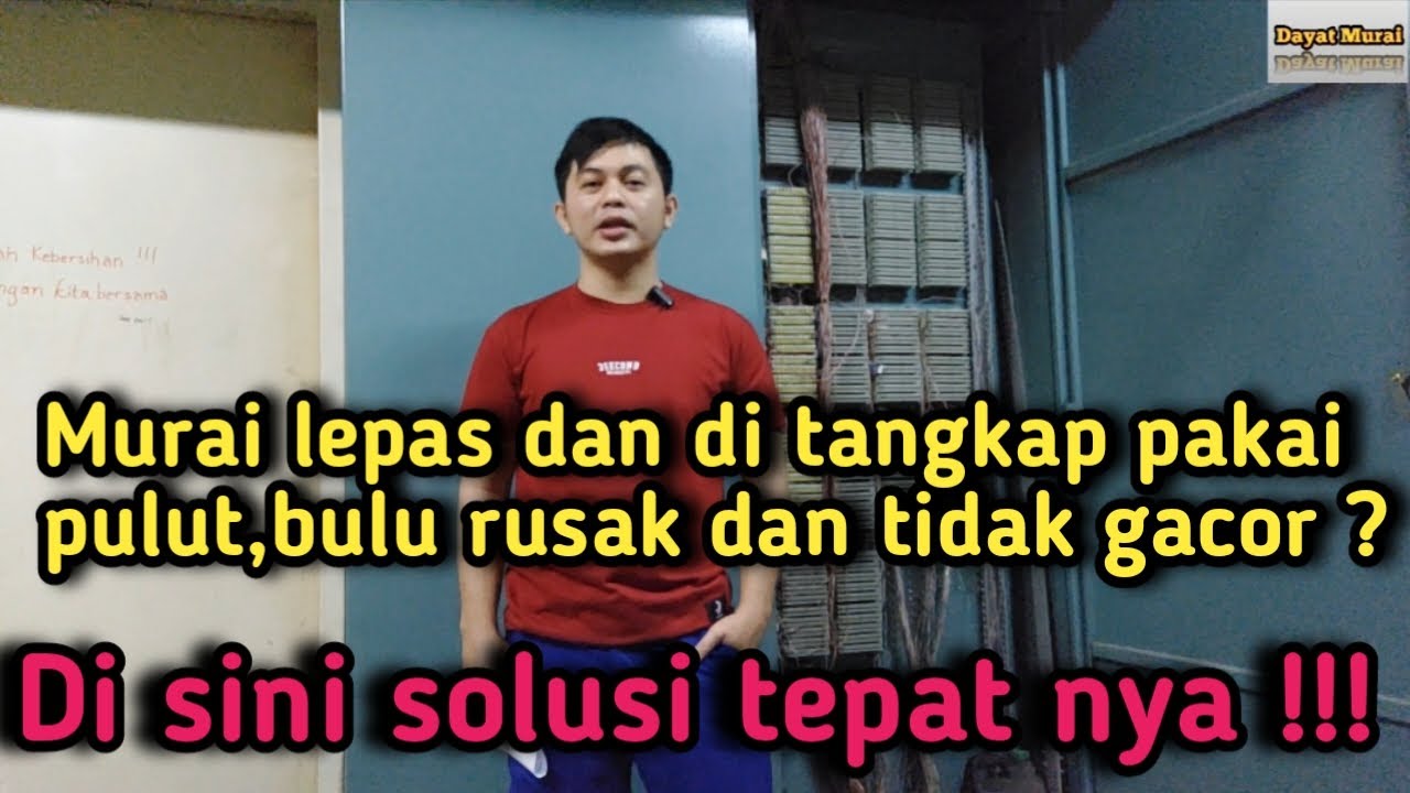 Murai lepas dan di tangkap pakai pulut,bulu rusak dan tidak gacor❓️Begini perawatanya ❗️