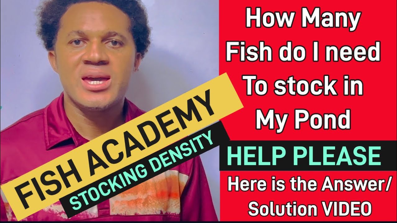 FISH GROWING BIG? KNOW THE NUMBER OF FISH TO STOCK IN YOUR FISH POND// EASY METHOD