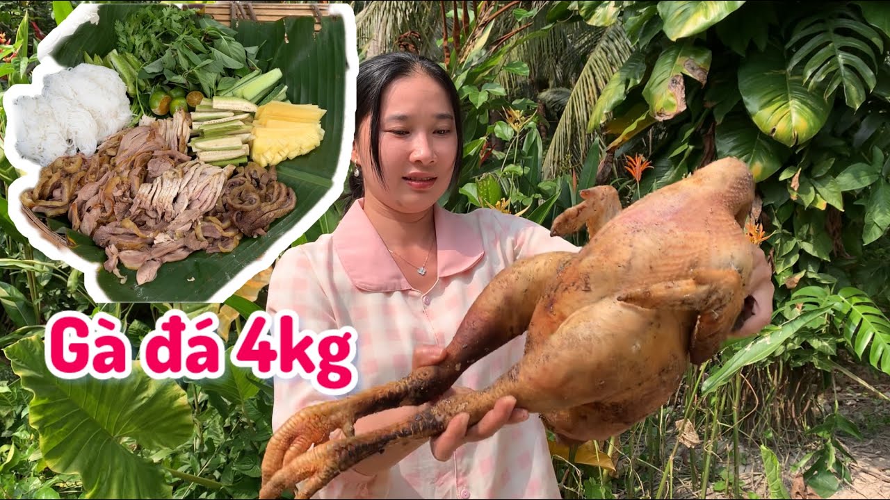 Gà Trống Đá Luộc Xả Thái Mỏng Chấm Mắm Tôm - Em Gái Quê