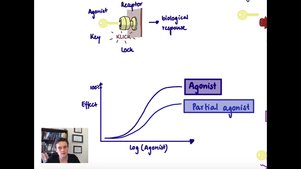 Brandl's Basics: Agonists and antagonists and their dose response curves