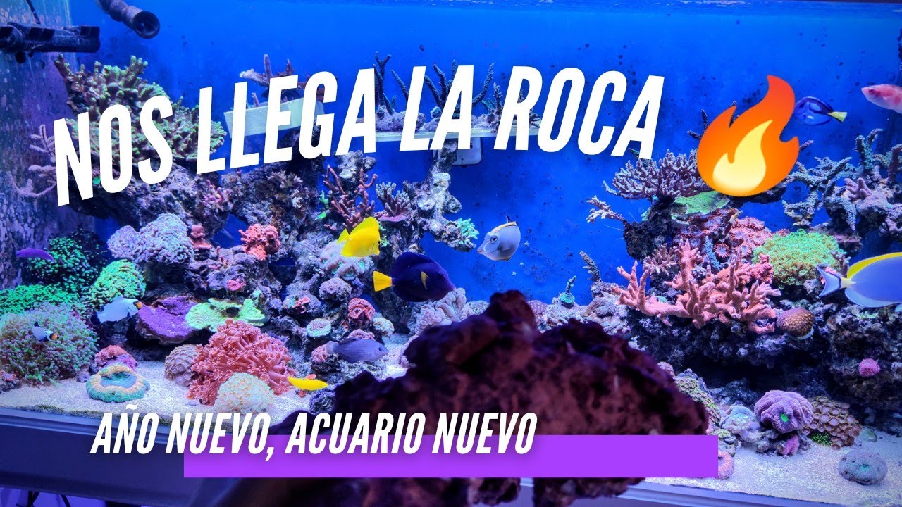 📌📌La Nueva Roca ya ESTÁ AQUÍ 🤯
