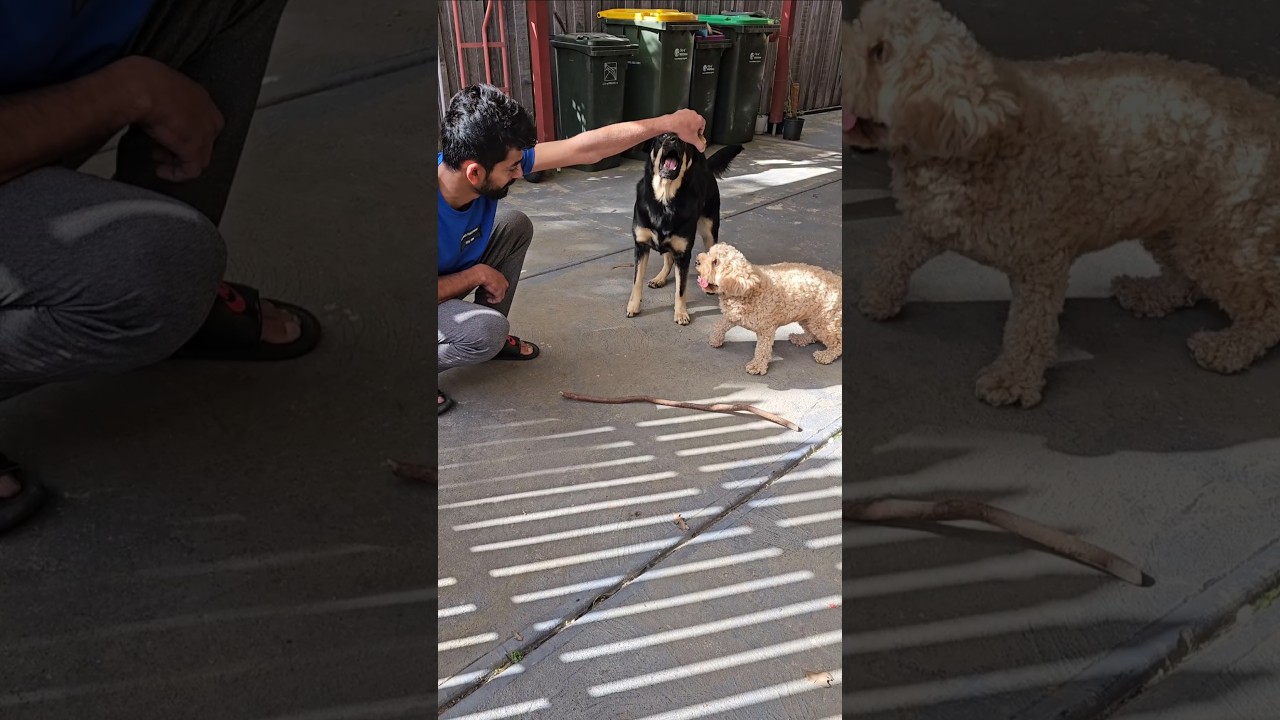 Play time with dada #telugu #love #animals #shortsfeed #shortvideo #youtubeshorts #dog #yt #funny