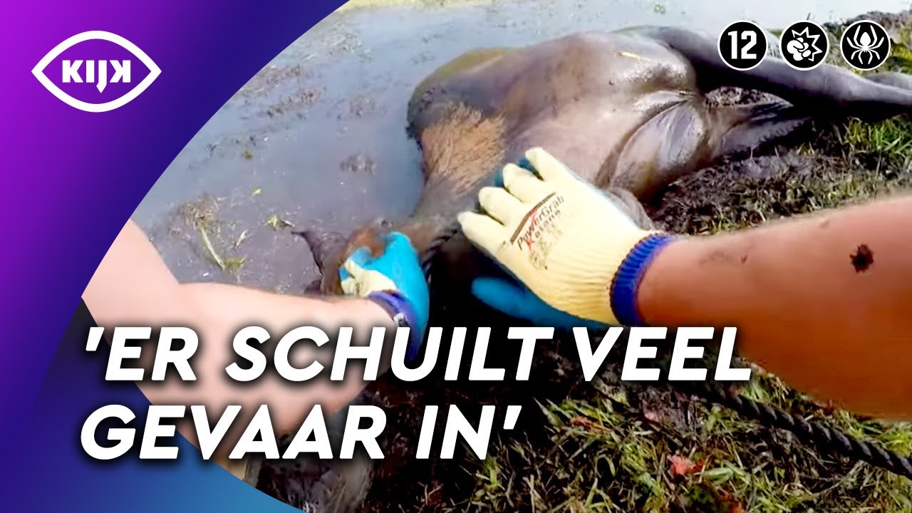 PAARD uit de SLOOT gered | Als de Brandweer | KIJK