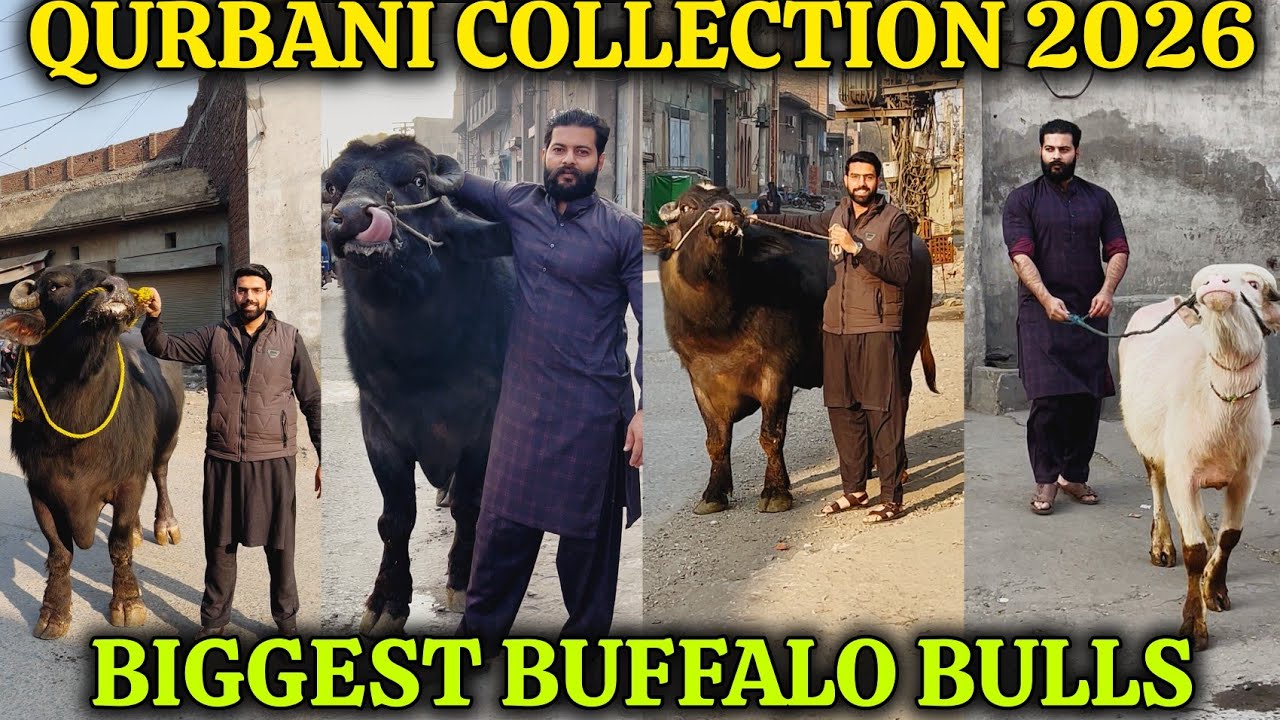 Qurbani Collection For 2026 Bakra Eid 