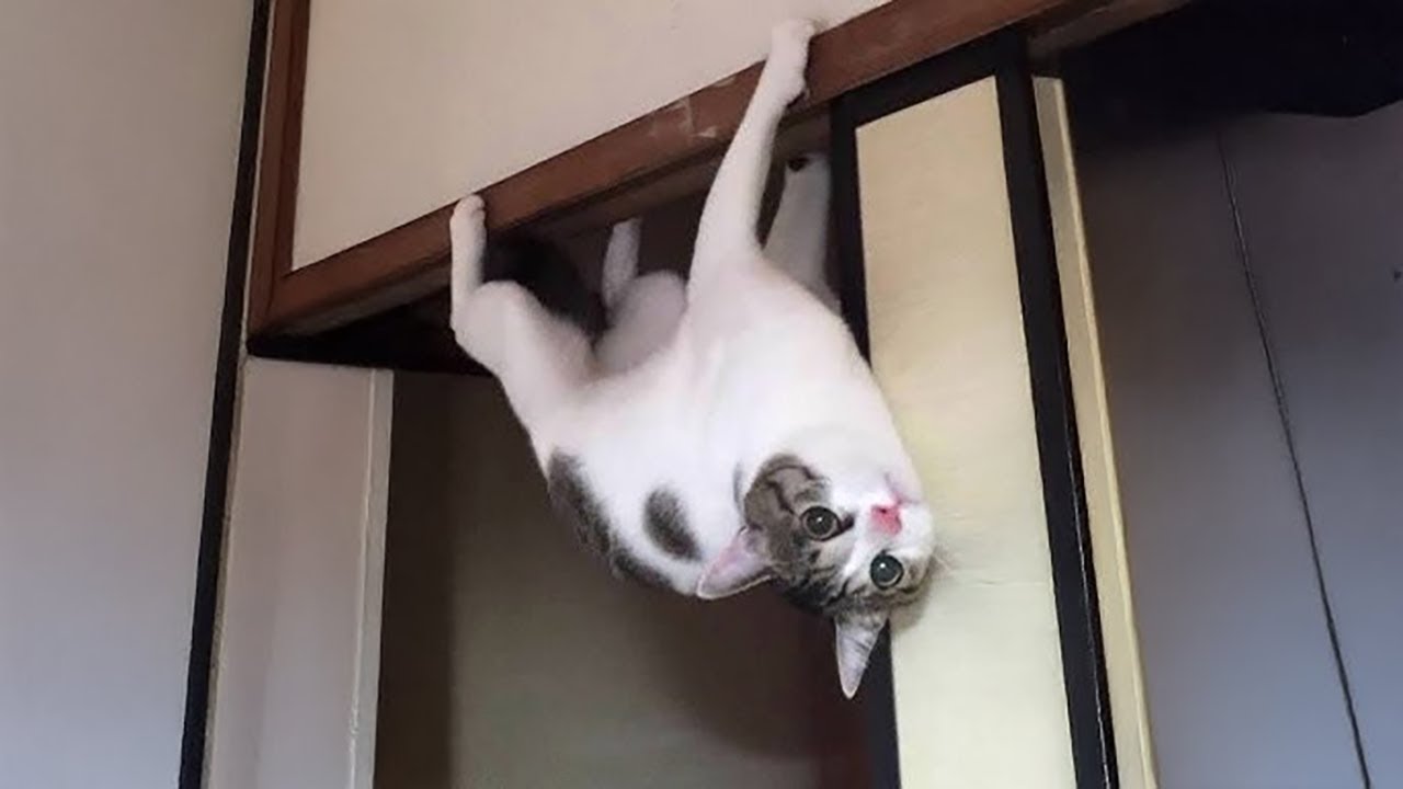 Best Funny Pet Moments This Week - Try Not To Laugh #2